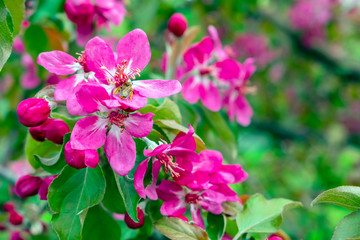 Blooming apple tree , violet flowers on apple tree. Blossom apple tree