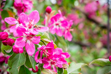Blooming apple tree , violet flowers on apple tree. Blossom apple tree