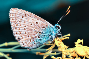 Closeup beautiful butterfly sitting on the flower.