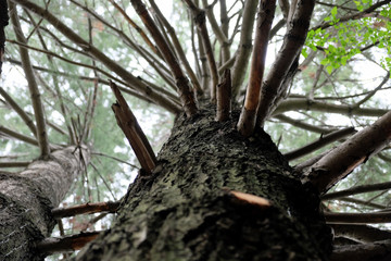 Tree perspective tilt up trunk texture with.