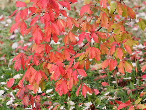 Acer griseum - Erable &agrave; &eacute;corce de papier aux feuilles &agrave; trois folioles de couleur automnale du rouge flamboyant au jaune orang&eacute;