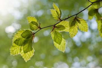frische Buchenblätter im Frühling im Gegenlicht
