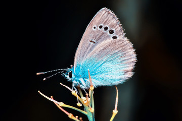 Closeup beautiful butterfly sitting on the flower.