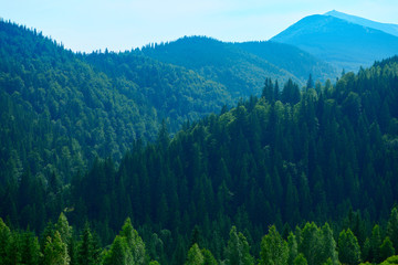 wild nature, summer landscape in carpathian mountains, wildflowers and meadow, spruces on hills, beautiful cloudy sky