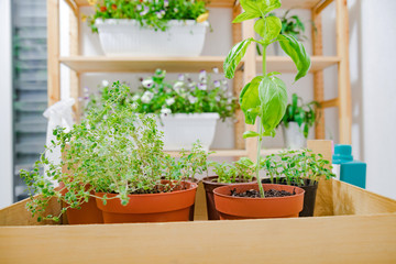 Various home grown plants / spices.