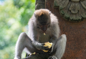 balinese long-tailed monkey (macaca fascicularis) playing around and scratching each other in the Sacred Monkey Forest in Ubud, Bali, Indonesia