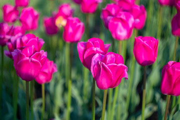 Obraz premium Beautiful violet pink tulip field background. Tulip flowers meadow, selective focus.
