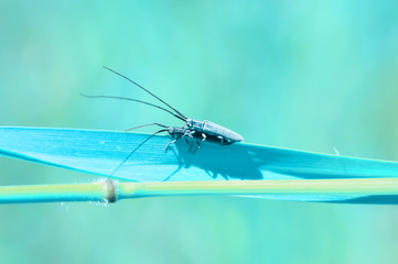 Close up  beautiful  insect in the garden