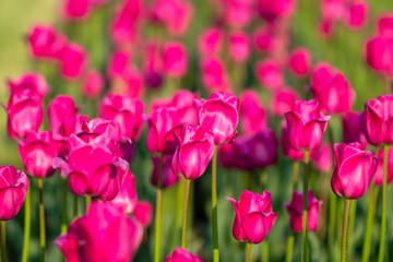 Beautiful violet pink tulip field background. Tulip flowers meadow, selective focus.