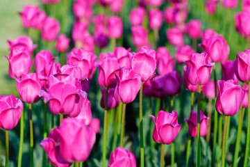 Beautiful violet pink tulip field background. Tulip flowers meadow, selective focus.