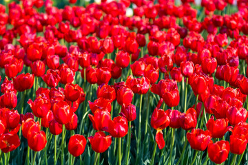 Fototapeta premium Beautiful red tulip field background. Tulip flowers meadow, selective focus.