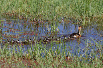 Gelbe Pfeifgans mit Küken