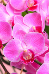 Pink orchid close up view  background. - Image