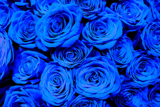 Natural blue roses bouqet background.