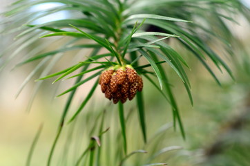 Junge Zapfen an einer chinesischen Spie&szlig;tanne