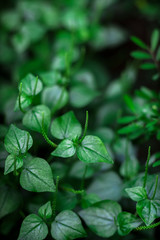 Fototapeta na wymiar Bokeh image of dark green plants during the spring.