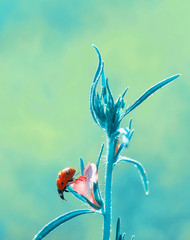 Beautiful ladybug on leaf defocused background