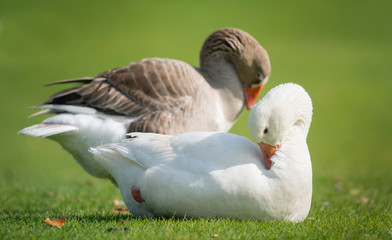 Geese preening feathers in the Western Springs park in Auckland