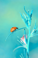 Beautiful ladybug on leaf defocused background
