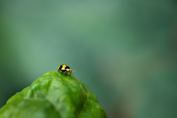 Fungus eating yellow and black ladybird on green silverbeet leaf