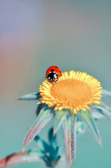 Beautiful ladybug on leaf defocused background