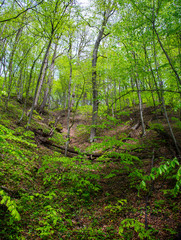 Beautiful spring forest