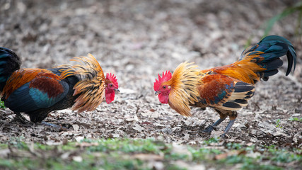 Two angry wild roosters fighting with neck feathers up