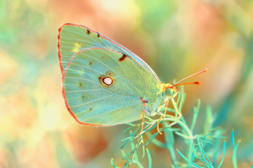 Closeup beautiful butterfly sitting on the flower.