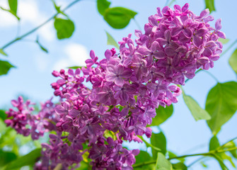 Branch of lilac flowers