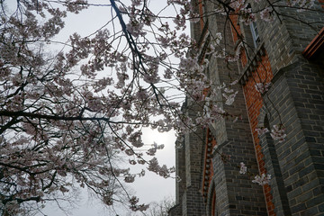 한국 공세리 성당과 벚꽃