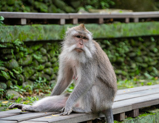 balinese long-tailed monkeys (macaca fascicularis) playing around and scratching each other in the Sacred Monkey Forest in Ubud, Bali, Indonesia