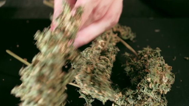 Manual processing of cannabis buds of medical marijuana with old scissors. 4k. close up. hands