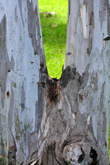 bifurcated eucalyptus tree trunk