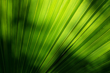 Lines and textures of green palm leaf. Tropical leaf background texture.