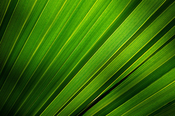Obraz premium Lines and textures of green palm leaf. Tropical leaf background texture.