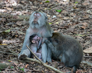 Obraz premium balinese long-tailed monkeys (macaca fascicularis) playing around and scratching each other in the Sacred Monkey Forest in Ubud, Bali, Indonesia