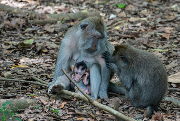balinese long-tailed monkeys (macaca fascicularis) playing around and scratching each other in the Sacred Monkey Forest in Ubud, Bali, Indonesia