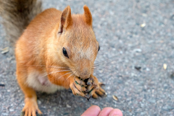 Beauriful fluffy red squirrel portrait closeup in park. Adorable red squirrel is eating sunflower seeds in park.