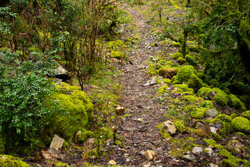 Old forest by the river and moss.