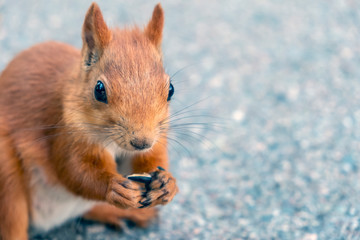 Beauriful fluffy red squirrel portrait closeup in park. Adorable red squirrel is eating sunflower seeds in park.