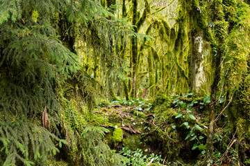 Old forest by the river and moss.