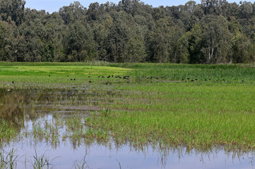 Berekhat Ya'ar Nature Preserve