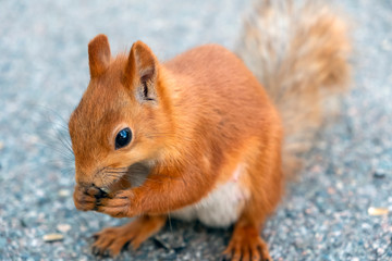 Beauriful fluffy red squirrel portrait closeup in park. Adorable red squirrel is eating sunflower seeds in park.