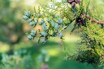 A close up of the immature seed cones of Thuja Orientalis, conifer plant. Thuja branch with tiny cones. Evergreen plant