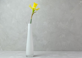 White vase with a yellow daffodil flower on a gray background. Minimalism. Horizontal orientation. Place for text