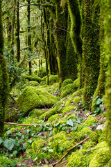 Old forest by the river and moss.