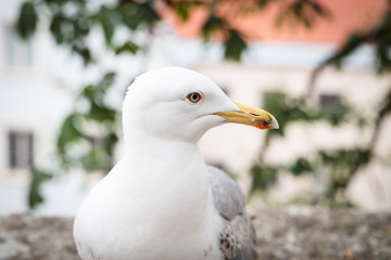 Seagull