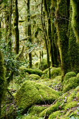 Old forest by the river and moss.
