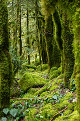 Old forest by the river and moss.