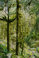 Old forest by the river and moss.